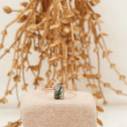 Emerald Cut Moss Agate Solitaire Ring - MinimalistJewels